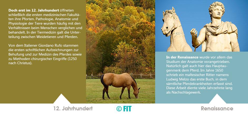 beruftierarzt-geschichte-2